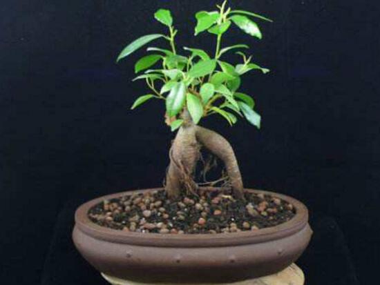 榕树盆景的养殖方法和技巧,小榕树盆景的养殖方法