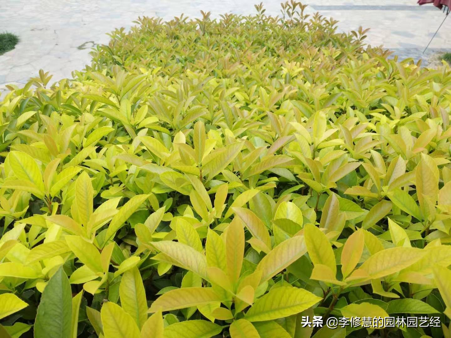 夏季小灌木移栽养护,灌木移栽时需要剪掉根部