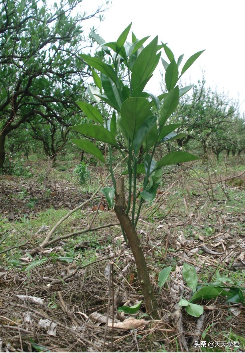 赣南脐橙怎么预防冻死,脐橙注意事项及禁忌