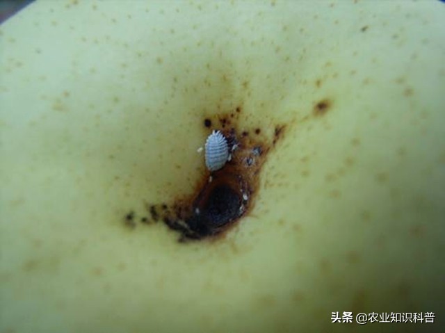 水果套袋为什么还是防不了虫,水果套袋能否防虫害完整实验步骤