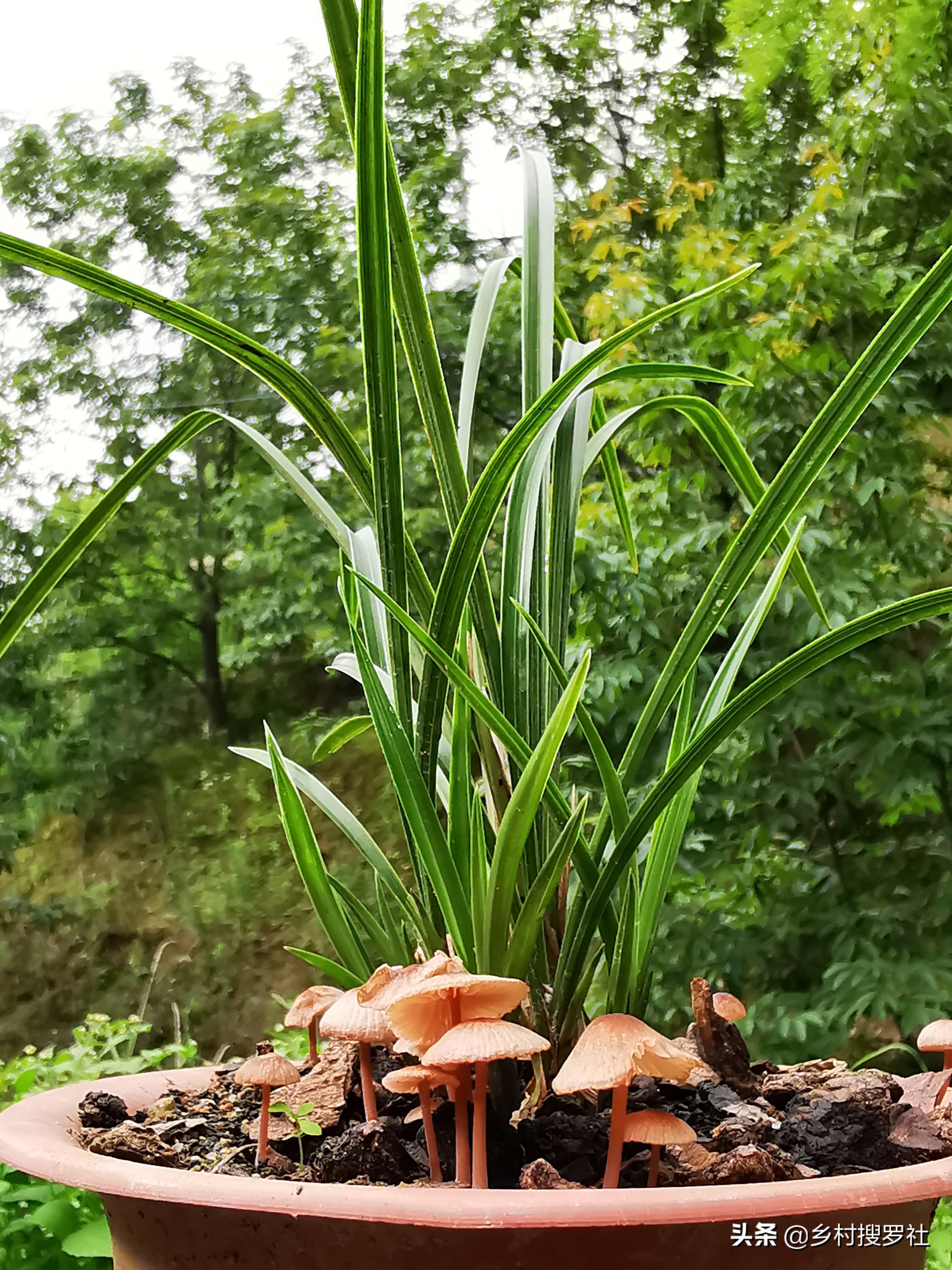 兰花盆里长蘑菇了是怎么回事,兰花盆里长的小虫子怎么办