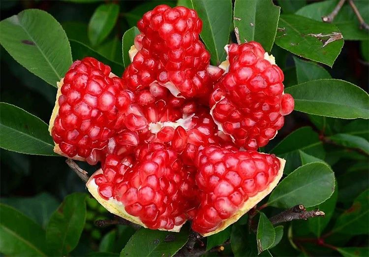 实地考察!长在树上的“雅诗兰黛”,籽软汁多更润肤