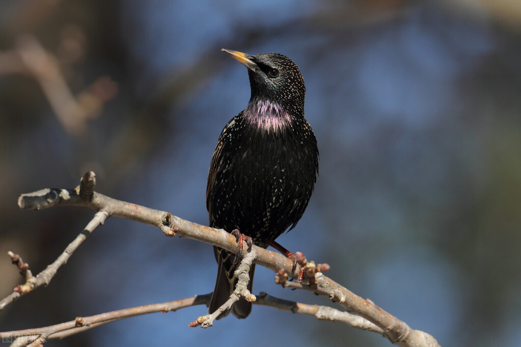 小八哥生病拉肚子,八哥幼鸟拉肚子站立不起来