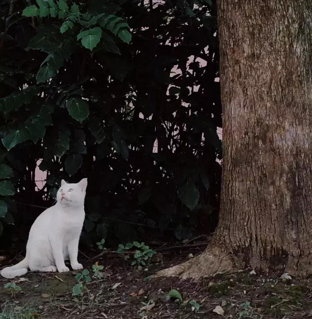 很多大学都没空调,全国没有空调的大学