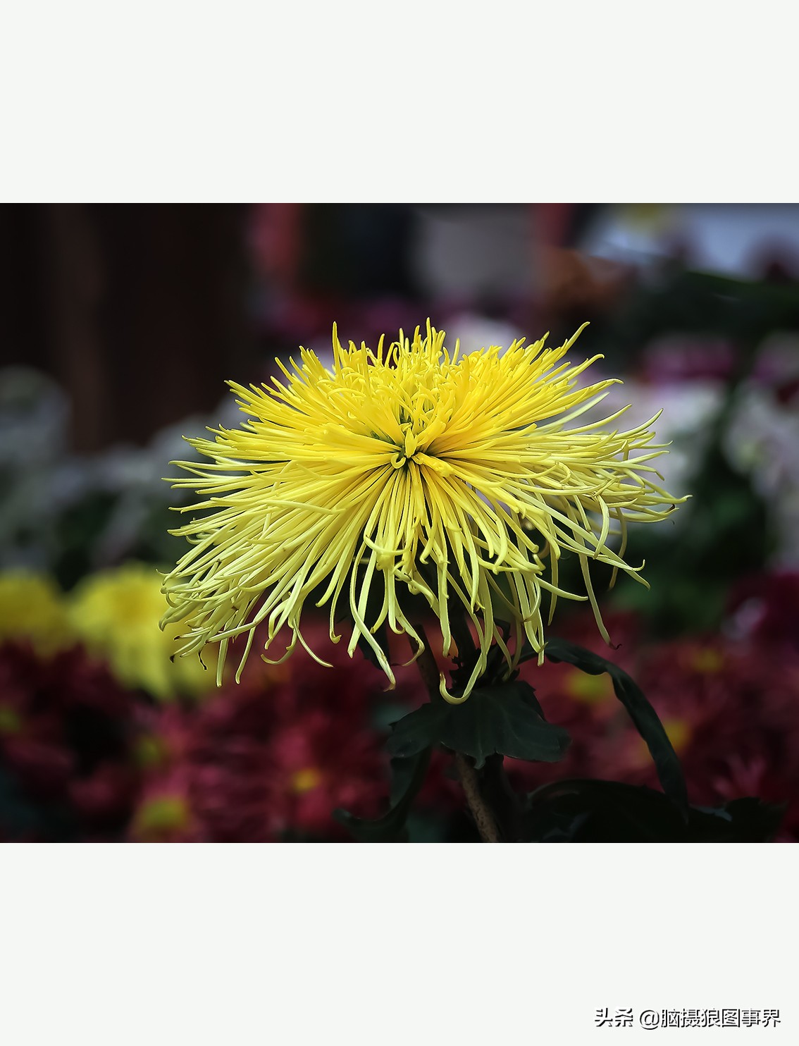 花海如何给花拍照好看,大面积的花怎样拍出花海的感觉