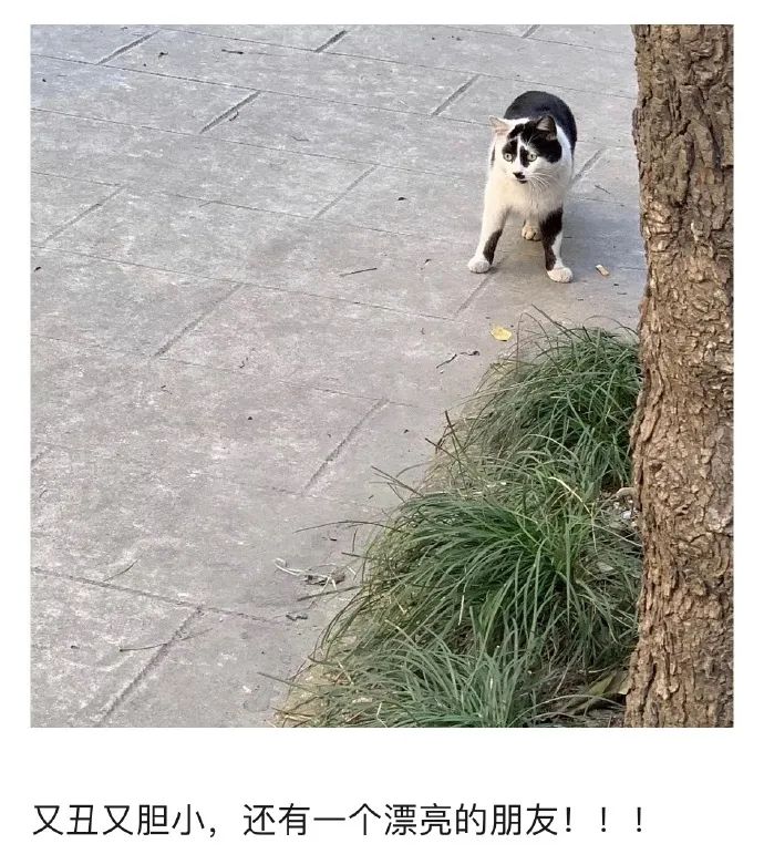 丑猫大赛视频完整版,2020年丑猫大赛看看丑到你了没