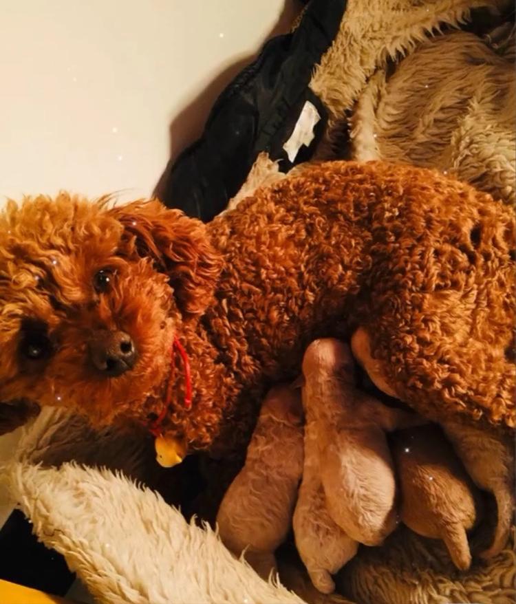 灰泰迪身上有黄毛后期褪色了吗,泰迪狗狗毛发褪色是怎么回事