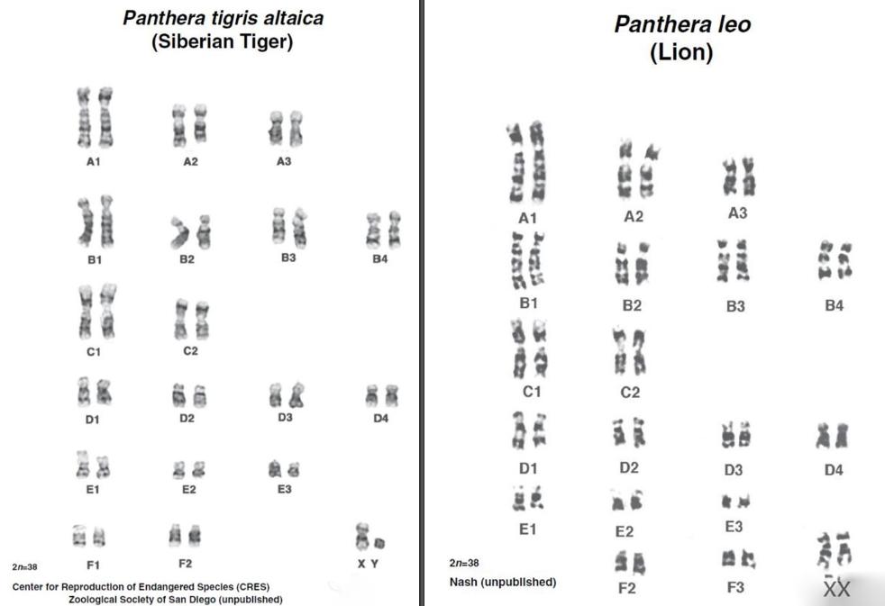 狮虎兽超过1000斤,狮虎幼崽体型对比