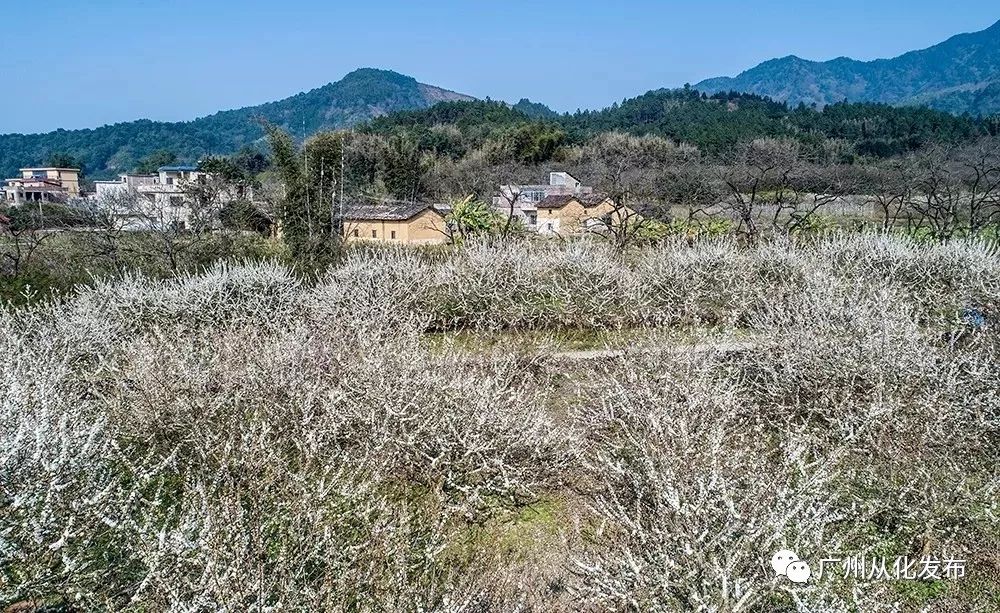 记录广州从化赏李花的美好时光,2022从化李花赏花期到几号最佳