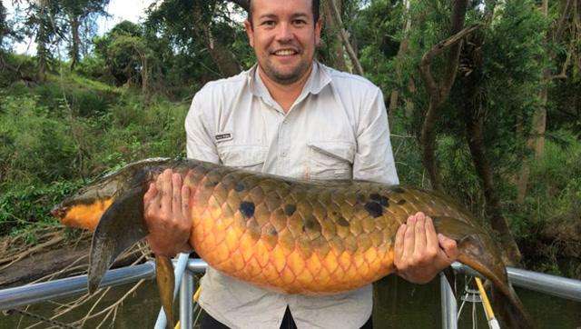 单鳃呼吸的鱼可以怎么救,鱼是用鳃呼吸的鳃的主要部分是