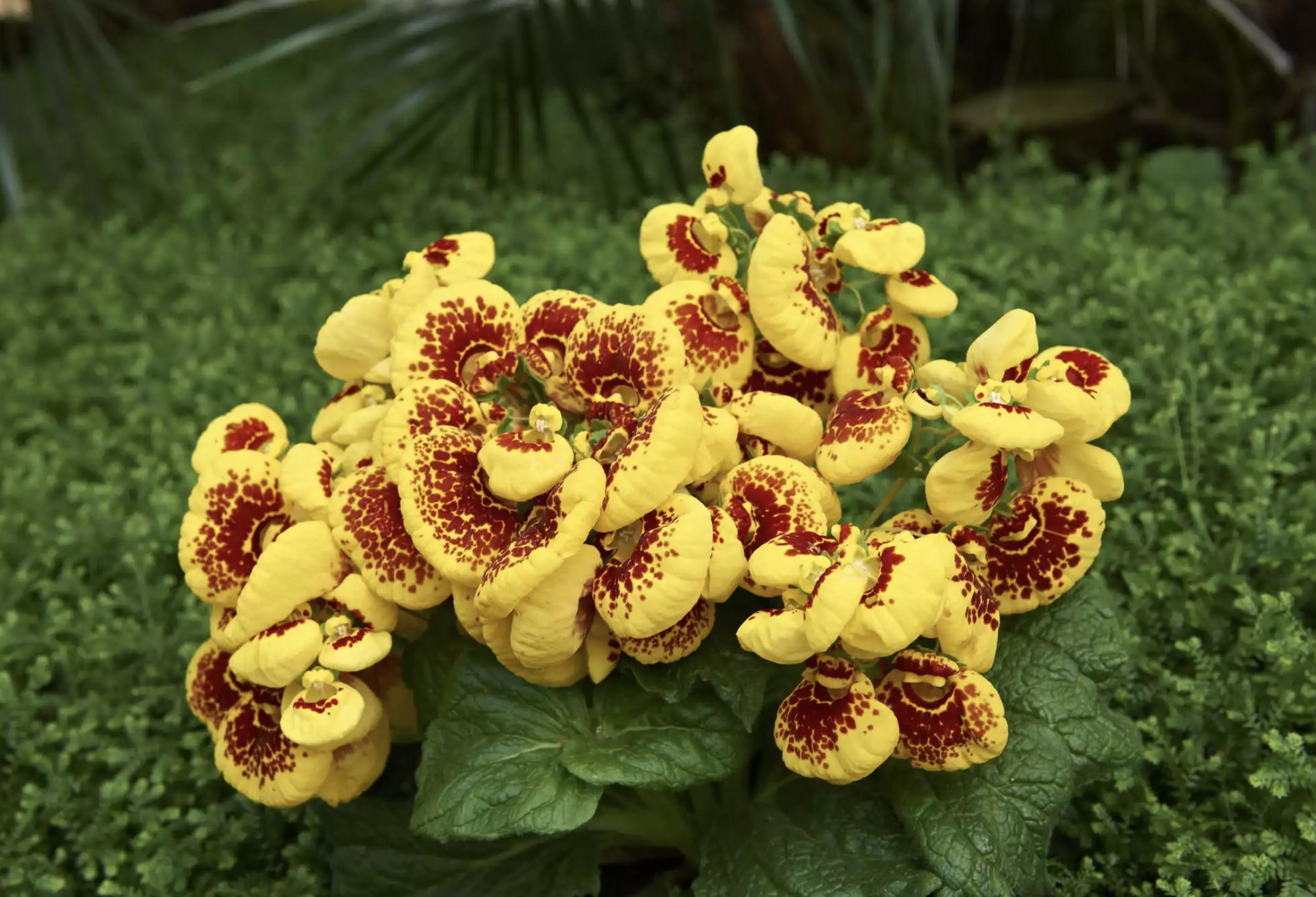 充满活力阳光的花,20种需要阳光的花