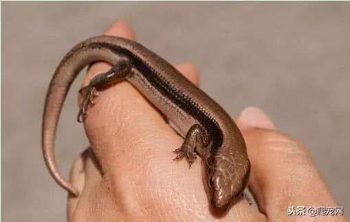 山海经都有哪些动物被证实存在,如果山海经的异兽真的存在