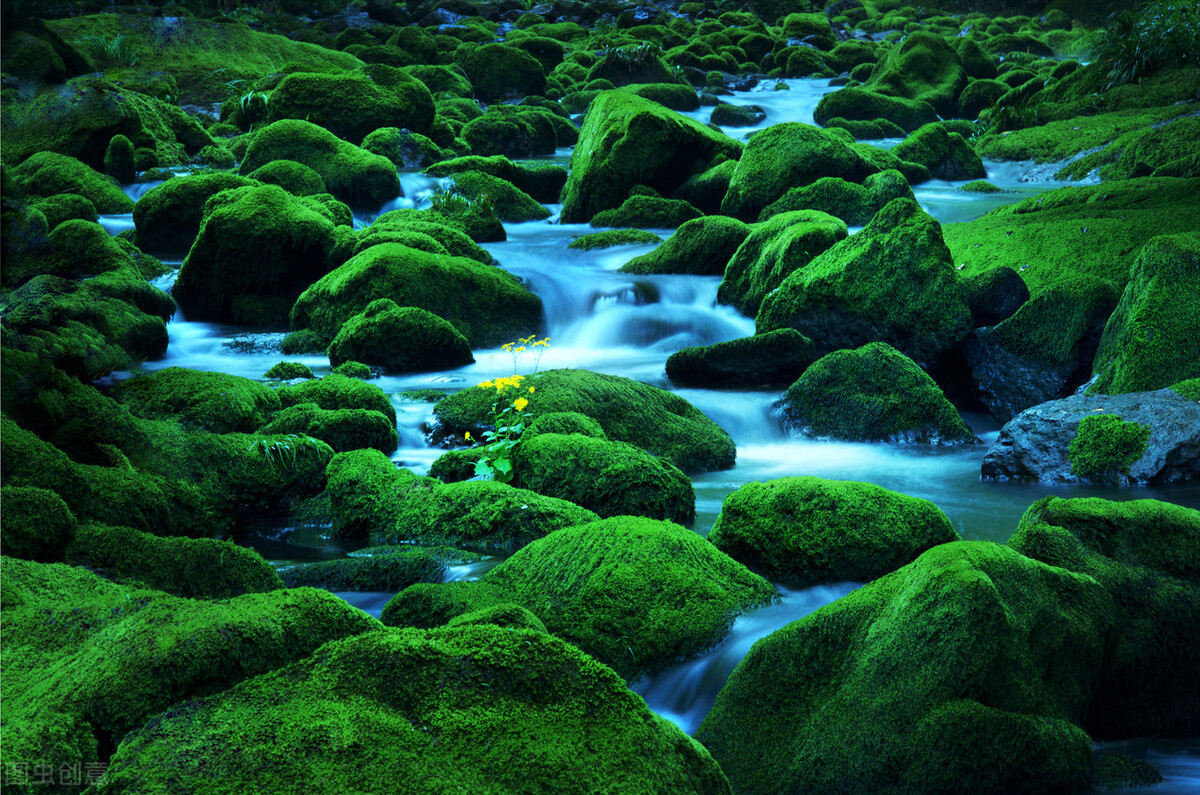 1月至12月生日花的花语,什么花语是祝福生日快乐的花