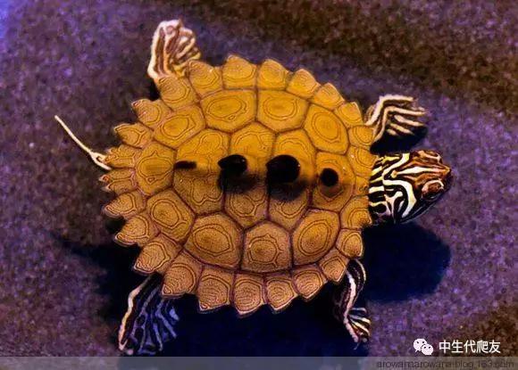 正宗的地图龟,史上最差的地图龟
