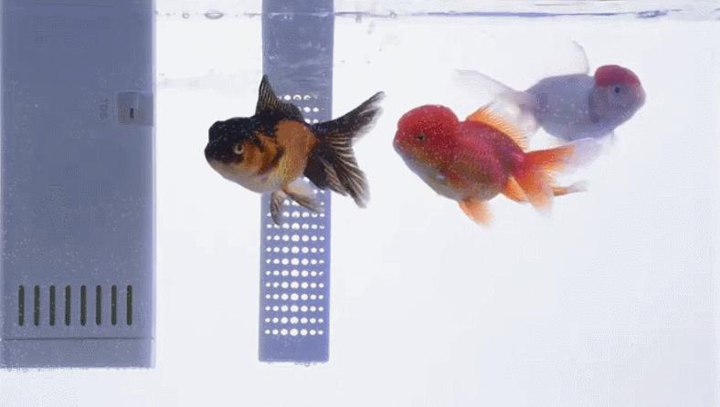 灏忕背鏅鸿兘鎶曞杺楸肩几,灏忕背绫冲鏅鸿兘楸肩几鎬庝箞鎺у埗鐏厜