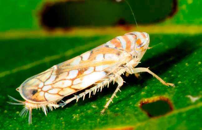 小桑果种植技术视频,桑葚树虫害防治