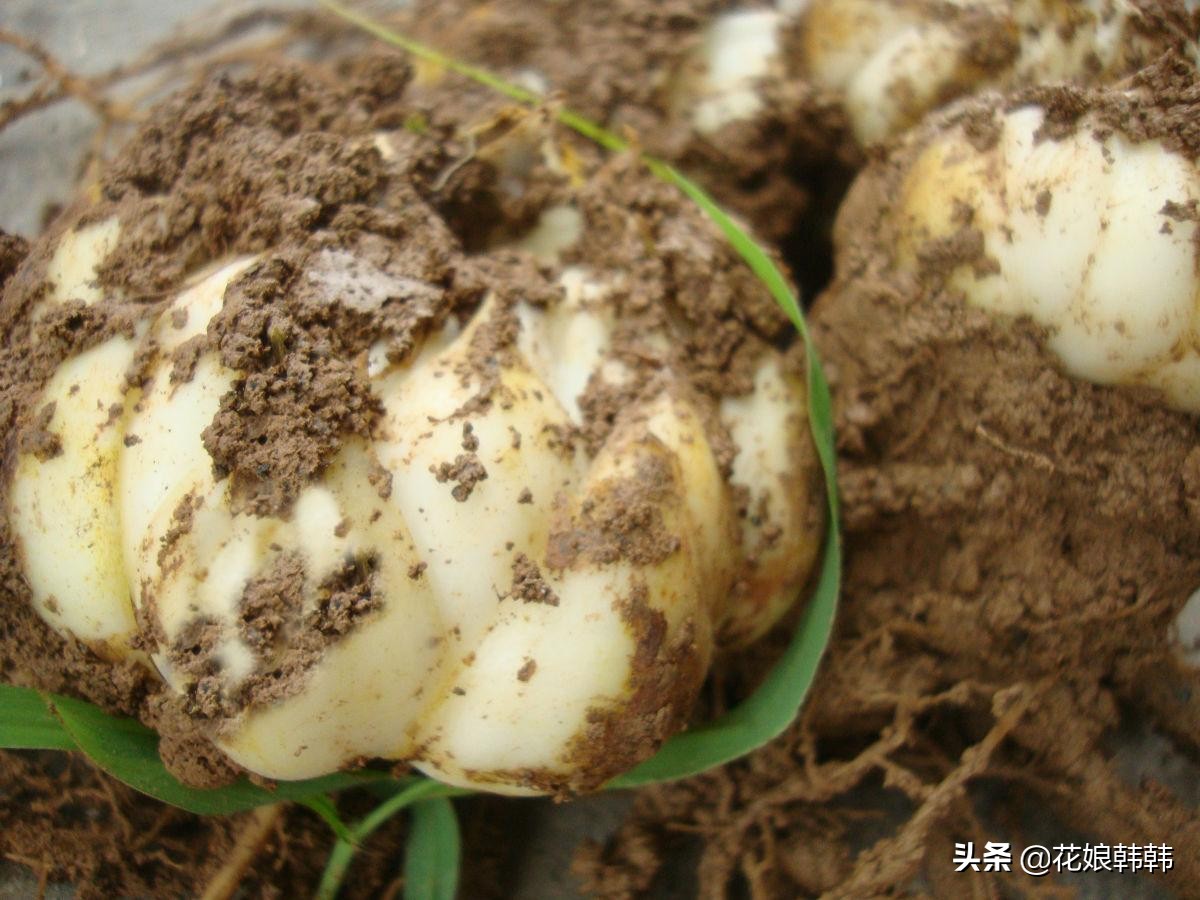 高温百合花消苞怎么办,百合花苞都黄了怎么回事