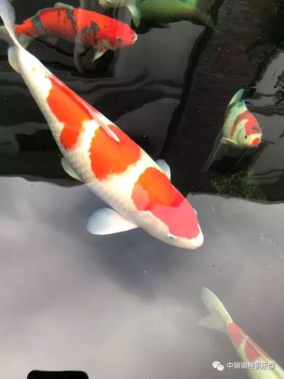 院子鱼池养入门锦鲤,新手养锦鲤和金鱼要用哪些设备