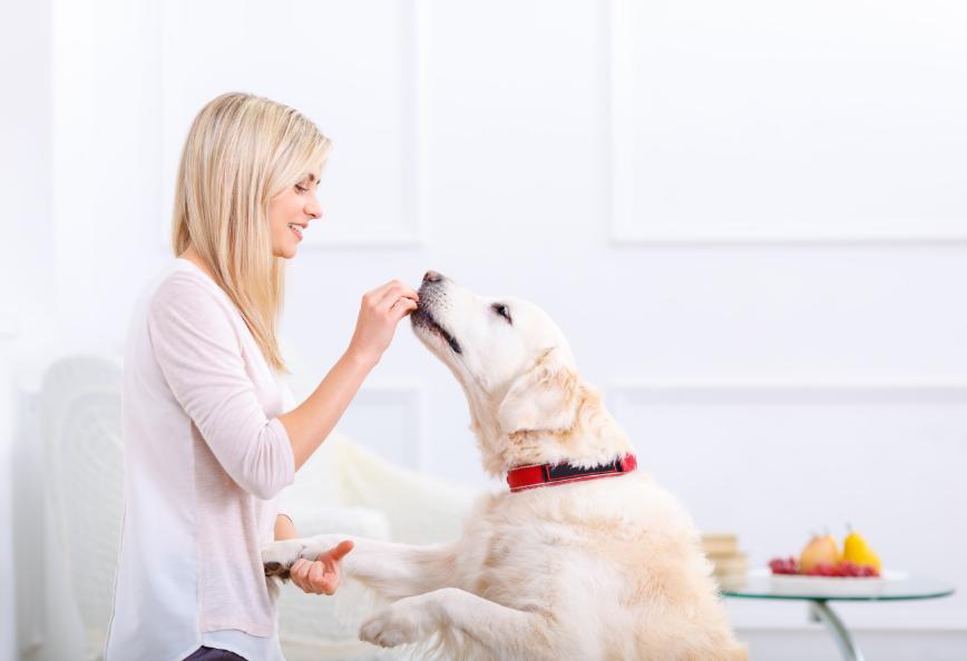 狗去除牙结石有危险吗,狗去牙结石最有效的办法