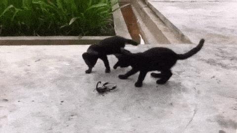 猫咪吃蟑螂该怎么教导,猫咪不小心吃了蟑螂怎么办