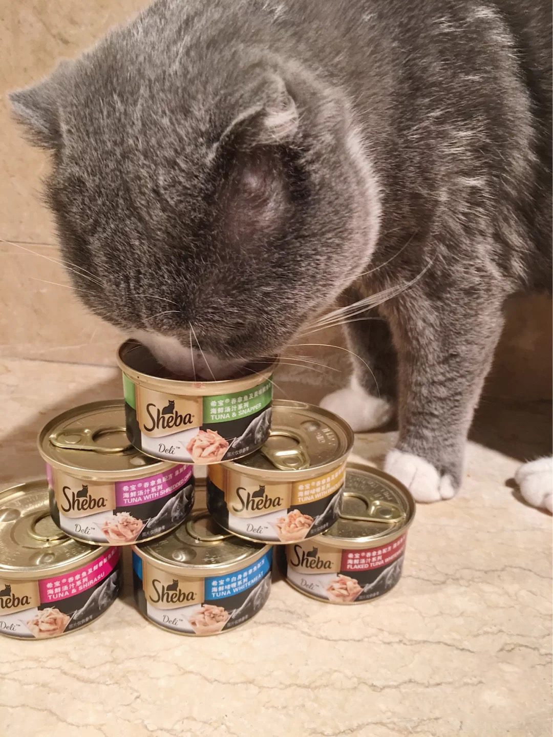 如何正确挑选猫粮以及猫罐头,新手铲屎官要怎么选择猫罐头