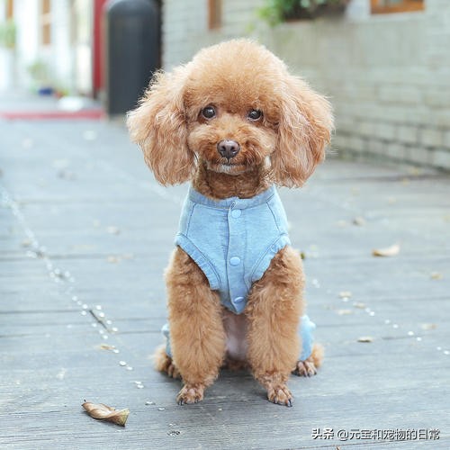 公认最好养的这几种狗狗,十种最好养的狗狗优缺点是什么