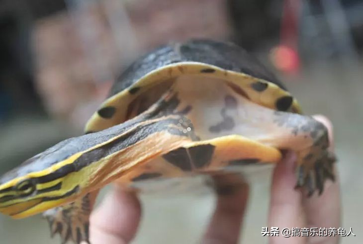 新龟入手注意事项,新手养龟到底该给乌龟倒多少水