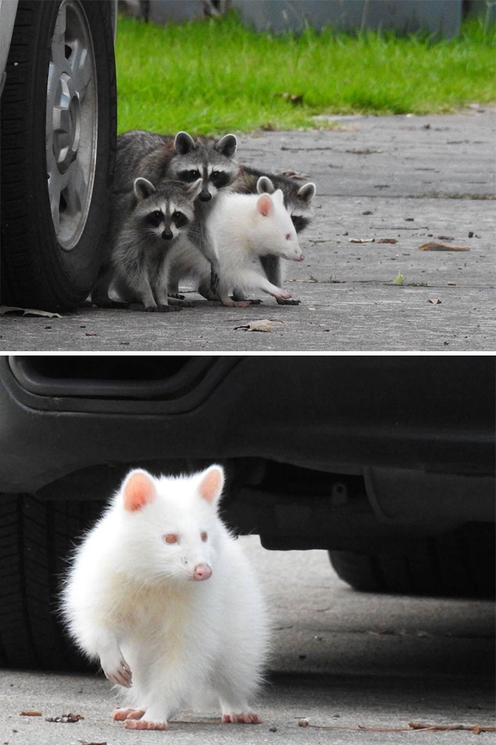 80后怀旧版小浣熊干脆面,1994年的小浣熊干脆面