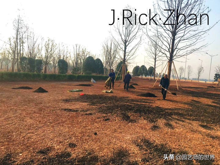 高尔夫果岭草坪家庭院子种植,麦冬草坪种植方法和注意事项