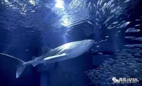 魅力大阪,魅力之都服饰