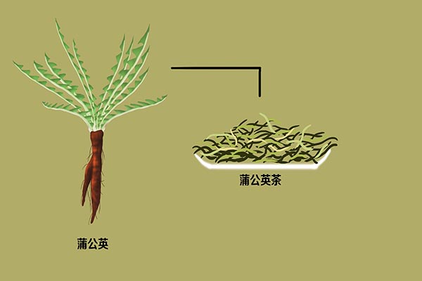 女子长期坚持喝蒲公英水，后来身体怎样？蒲公英真能杀死癌细胞？