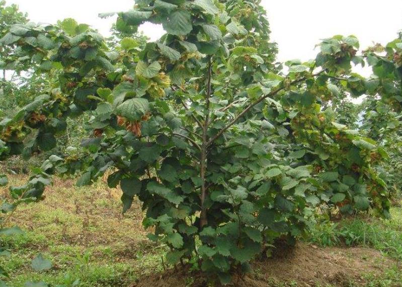 榛子有多贵,榛子一亩地能栽多少棵