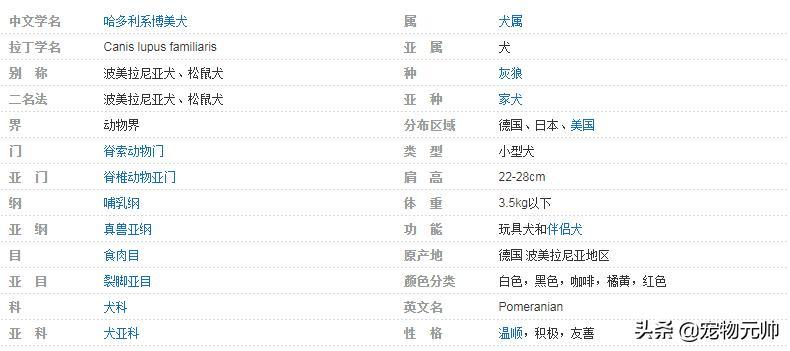 可爱的小型犬,可爱好养的小型犬