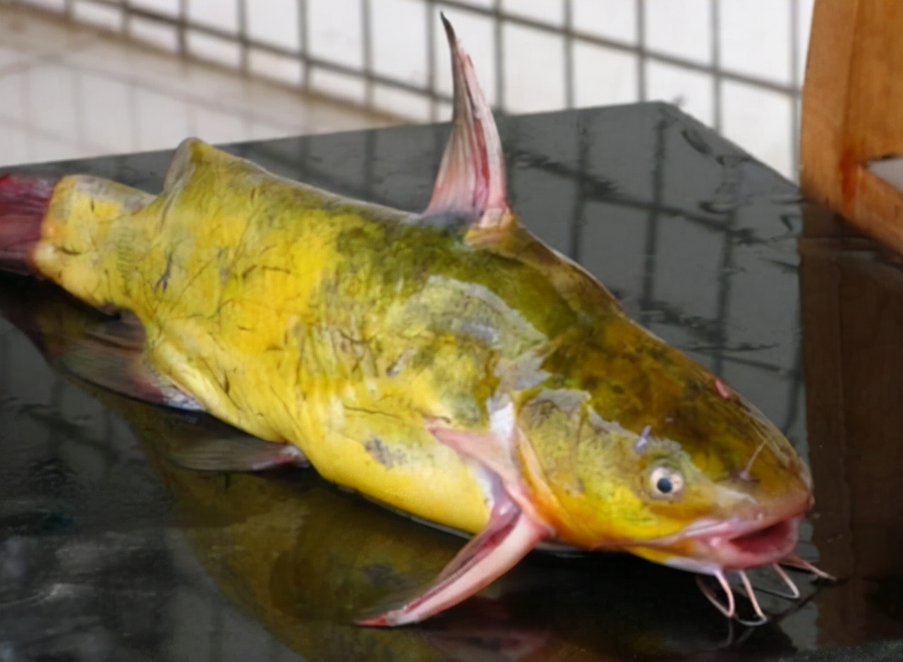 秋冬黄颡头鱼怎么钓,黄颡饵料可以钓什么鱼