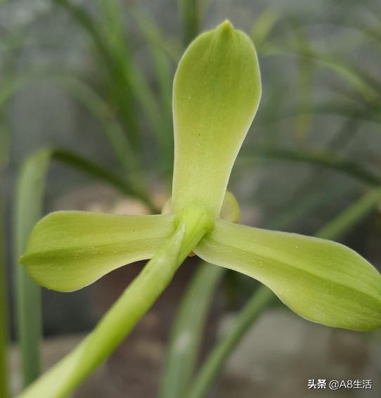 每日一品,蕙兰潘绿梅和庆华区别