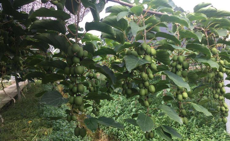 水果批发市场独一无二的水果,水果批发市场实惠又好吃