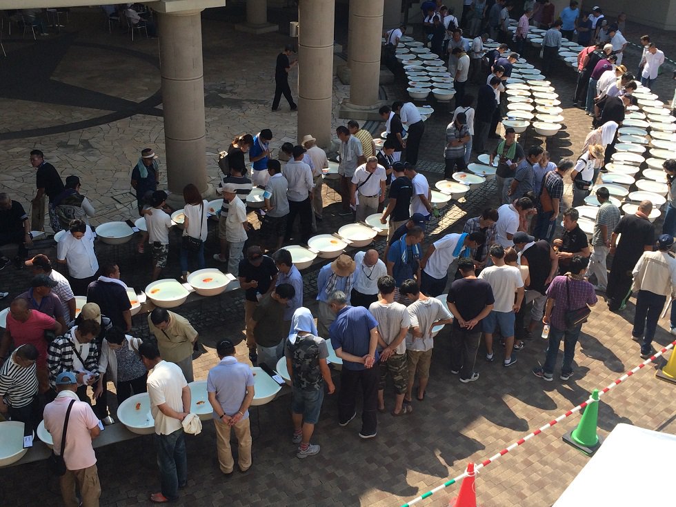 兰寿金鱼怎么养才能活得长久,兰寿金鱼当年好养还是两年好养