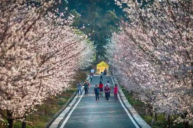 世界最大的樱花园,世界最大的樱花园在贵州吗