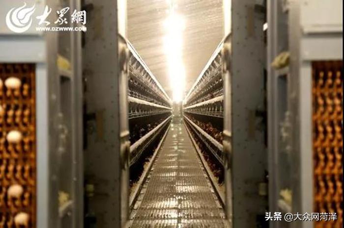 1元微力量捐款到武汉｜30枚爱心鲜鸡蛋26.8元，顺丰包邮到家