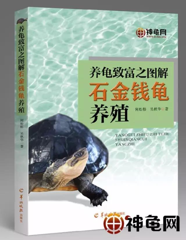 龟最佳的冬眠的方法,龟冬眠该怎么养