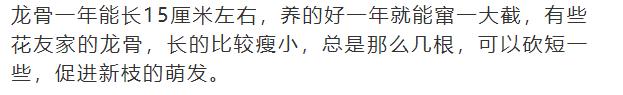 什么花放在家里最好看最实用,放家里风水好又好养的花有哪些