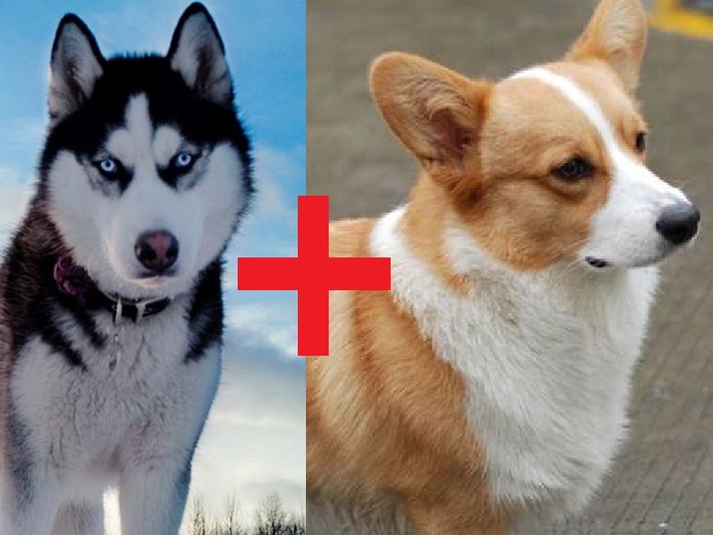 比柯基短腿好看的狗,和柯基杂交的狗狗都是小短腿吗