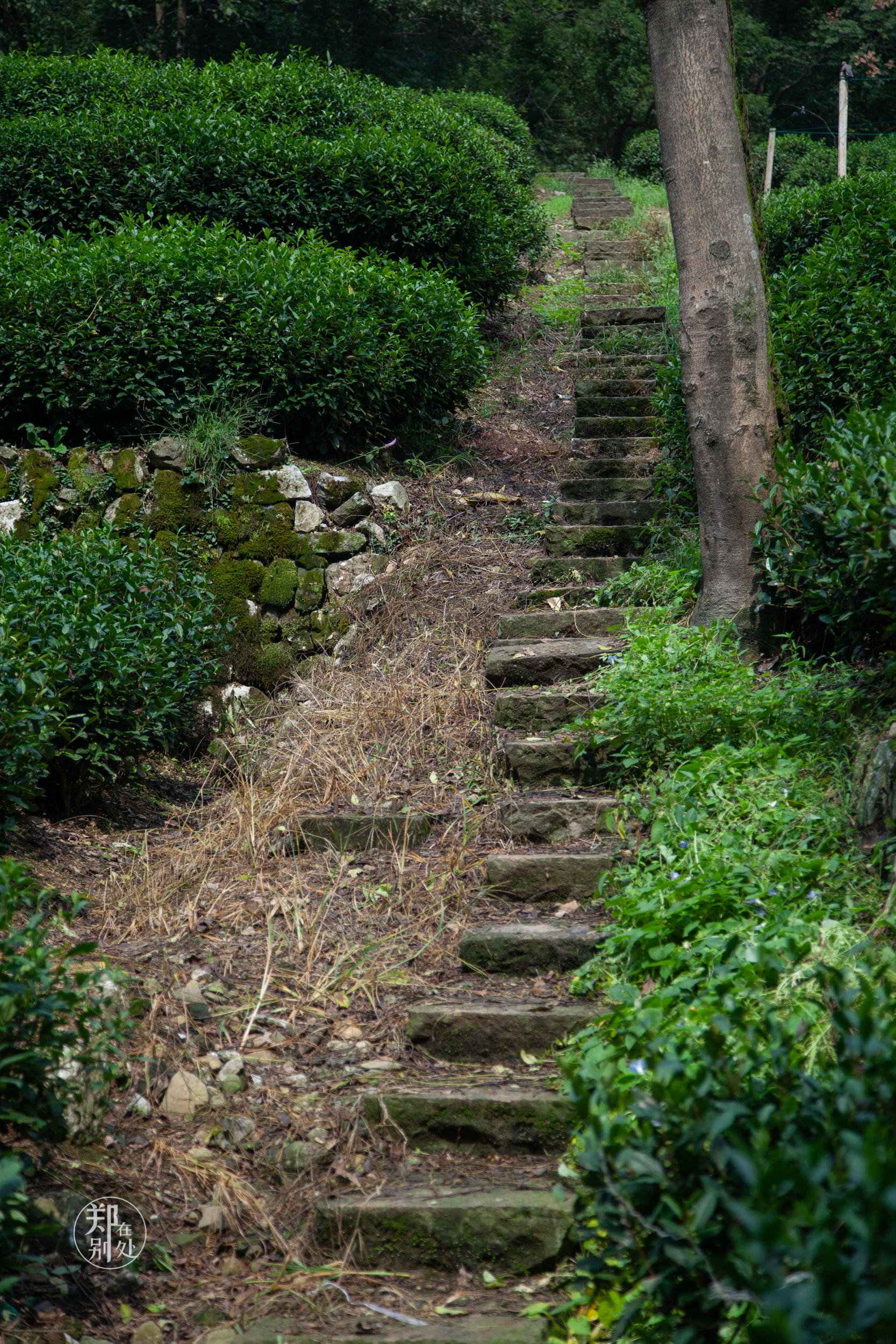 坐公交游杭州几路最好,杭州87路公交沿路风景