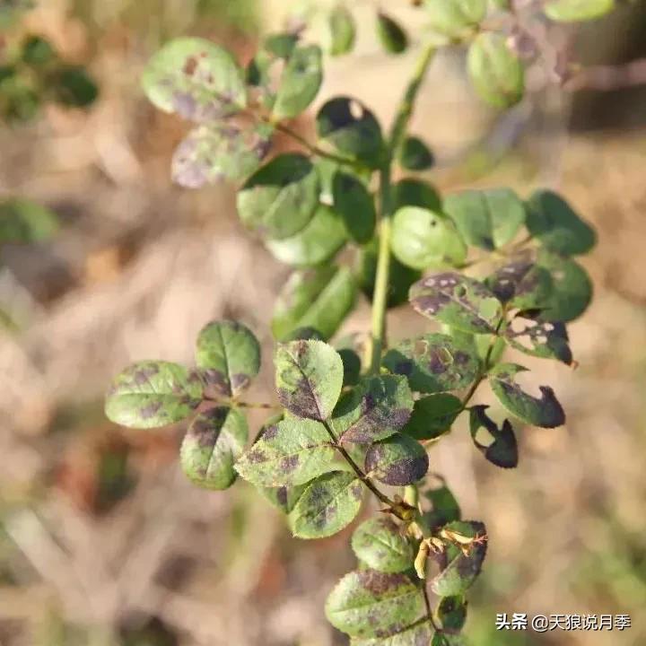 红蜘蛛的防治花草,如何预防红蜘蛛和黑斑病