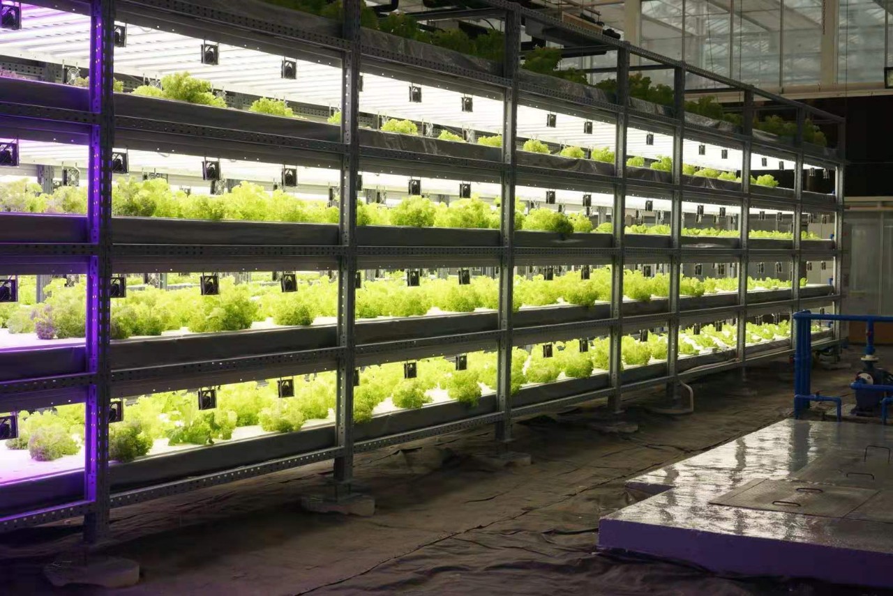 中环易达设施园艺科技有限公司,中环易达魏华农