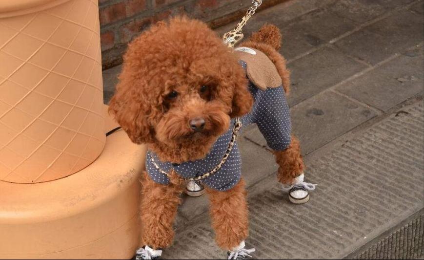 泰迪犬大便稀是怎么了,泰迪犬大便有白色黏液