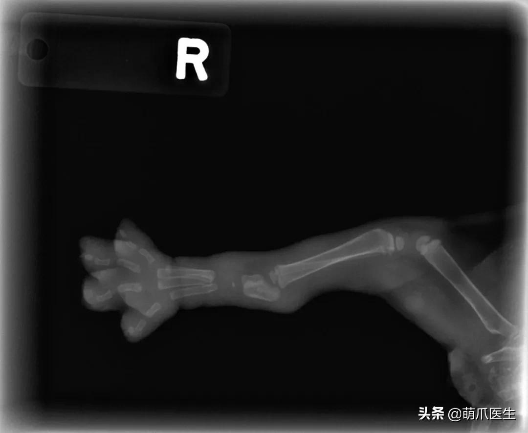 x光猫爪辟谣,猫爪x光是真的吗