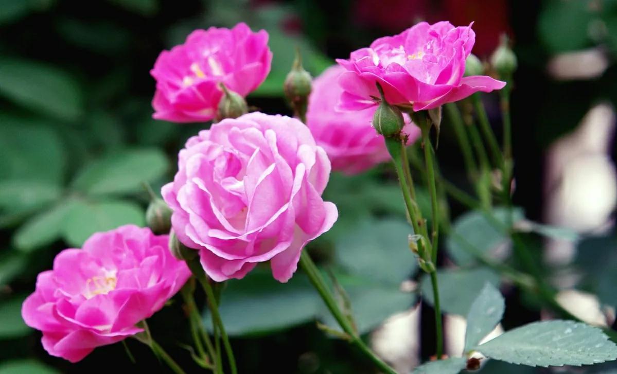 院子里种哪种爬墙花,怎么在院子周围种四季爬墙月季