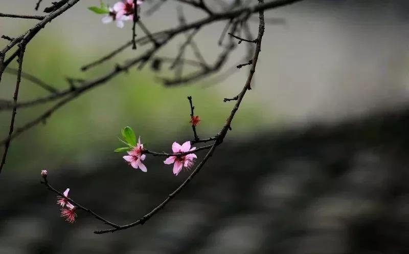 轻轻推开大门,轻轻推开新年的门扉唯美视频