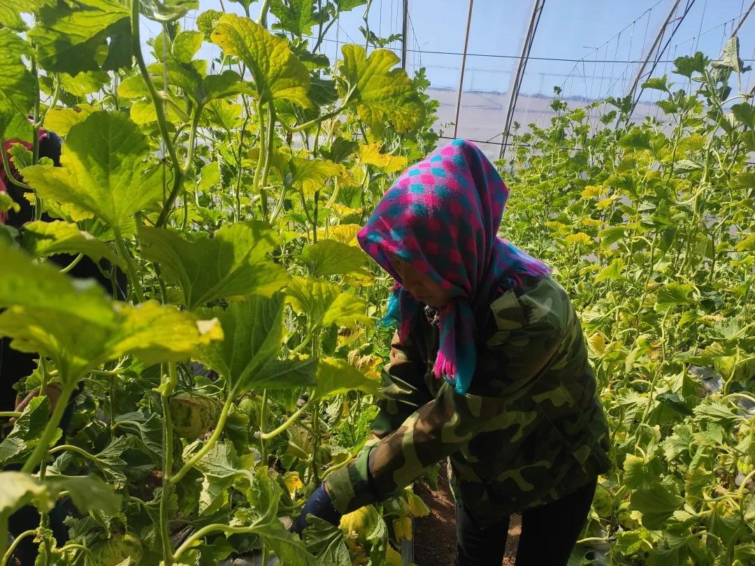 刘龙台镇刘东村：吊蔓甜瓜打开农民致富之路